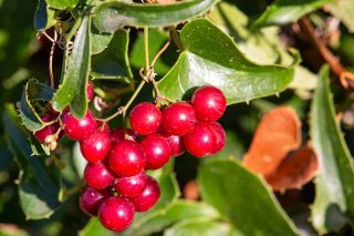 arkoudovatos smilax aspera